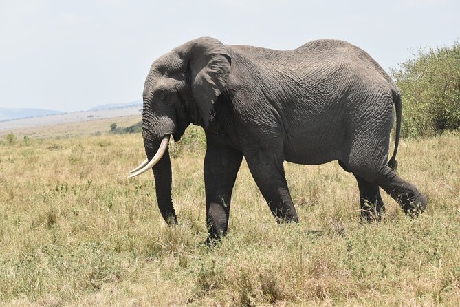 7 Day Private Jeep Safari, 5 star lodges with Balloon Ride Kenya - Nairobi to the Nakuru Area: Comfort-First Travel Day