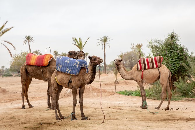 Atlas Mountains Hot Air Balloon Ride from Marrakech with Berber Breakfast and Desert Camel Experience - After landing: Khaima breakfast in the mountains and what’s actually served