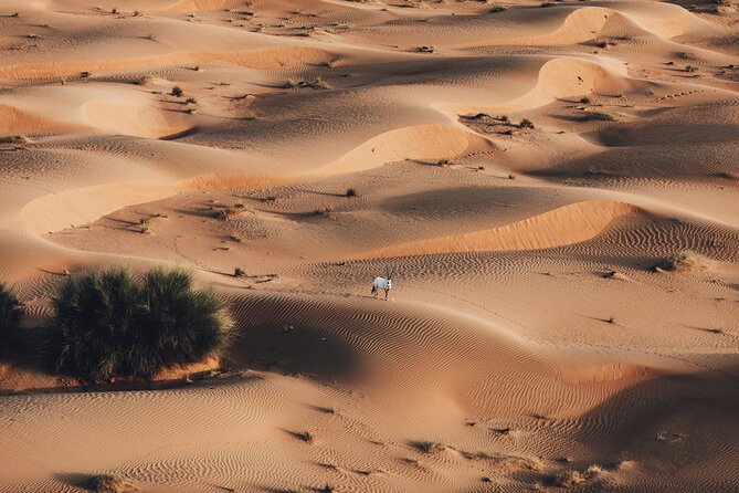 Deluxe Hot Air Balloon Ride with Breakfast & Flight Falcon Show - Bedouin Camp Breakfast and Camel Riding: The Part After the High