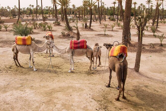 Hot air balloon flight in the desert with camel ride - Key highlights worth knowing before you go