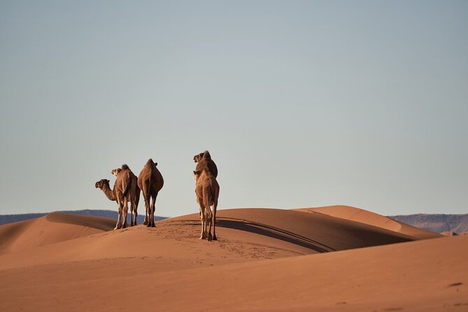 Morocco 8-Night Tour: Chefchaouen, Desert & Hot Air Balloon - Key highlights that make this tour worth your time