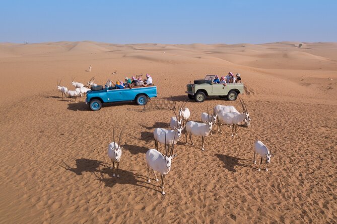 Overnight Safari and Sunrise Hot-Air Balloon Ride - Who this suits best (and who may want a different style)
