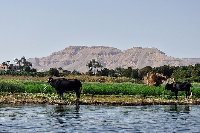 Private Luxor Overnight Tour with Hot Air Balloon from Hurghada - Hatshepsut Temple + Colossi of Memnon: power in stone, then a photo stop
