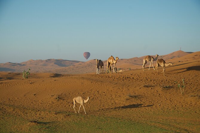 RAK Hot Air Balloon Flight - Getting picked up and reaching the launch site