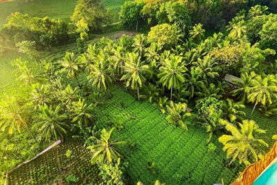 Sigiriya & Habarana: Sunrise Hot Air Balloon Ride Experience - Sunrise Views Over Kandalama: What You See When the Sky Turns Gold